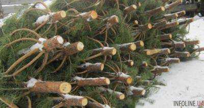 Размер штрафа за незаконную вырубку елок составляет около 1900 грн