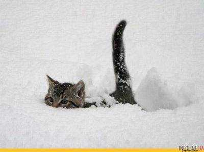 Готовьте валенки! половину Украины занесет снегом