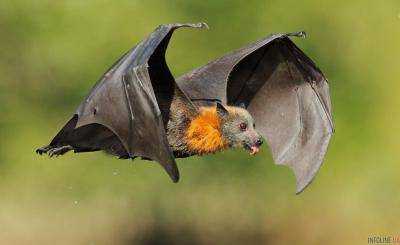 В Австралии из-за жары погибли тысячи летучих мышей