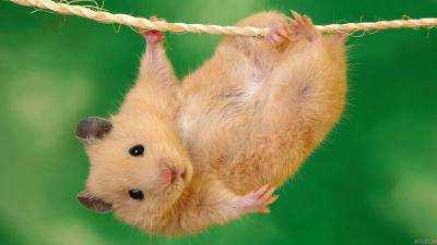 Девушка заморила хомяка голодом и похвасталась этим в Instagram.Видео