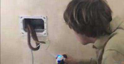 Австралиец руками поймал змею в сливном бачке унитаза