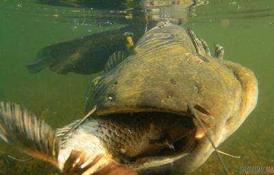 Под Черкассами на Днепре рыбаки поймали 140-килограммового сома. Фото гиганта