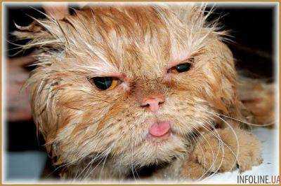 Полиция разыскивает мужчину, помывшего свой Mercedes котом.Видео