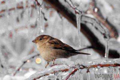 На Украину надвигаются морозы 24-27 февраля