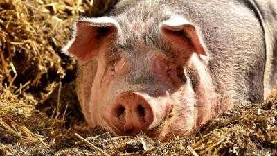 АЧС активно распространяется Европой