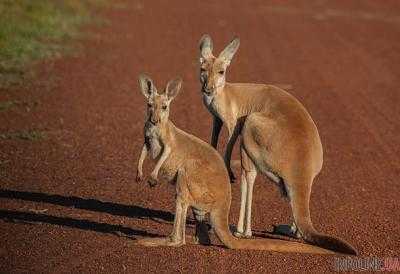 Кенгуру в Австралии угрожает опасность