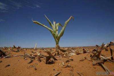 Из-за засухи в 4 районах Крыма объявили чрезвычайное положение