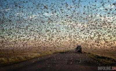 Казни египетские: на российский город во время ЧМ-2018 обрушились полчища насекомых