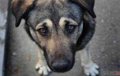 В Николаеве бродячая собака вцепилась в лицо 4-летнему мальчику