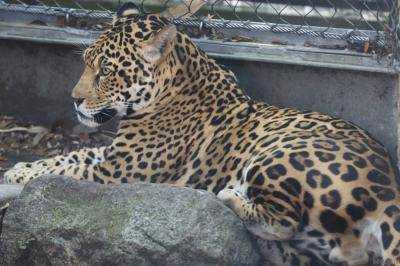 С зоопарка в США бежал ягуар и загрыз шестерых животных