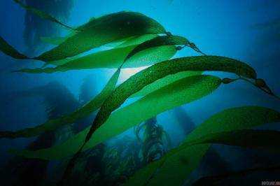 В Балтийском море множатся токсичные бактерии: есть первая жертва