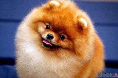 Гадкий утенок: померанский шпиц, от которого отказались заводчики, стал звездой интернета