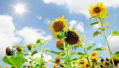 Сегодня в Украине ожидается теплая и сухая погода