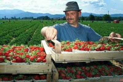 "Относятся как к животным": как украинцев заманивают в трудовые лагеря Европы