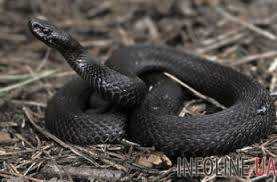 Во Львове умер четырехлетний ребенок, которого укусила змея