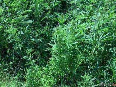 В Кировоградской области СБУ обнаружила плантацию конопли на сумму более 3,5 млн гривен