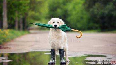 Сегодня в Украине ожидаются кратковременные дожди и грозы