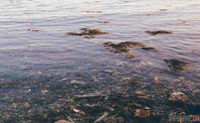 В Крыму массовая паника из-за проблем с водой: привкус плесени и запах гнили