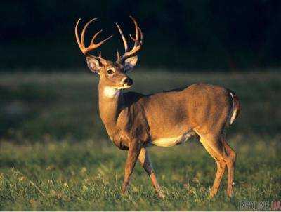 Чернохвостые олени и коровы оказались главными врагами крупнейшего организма на планете