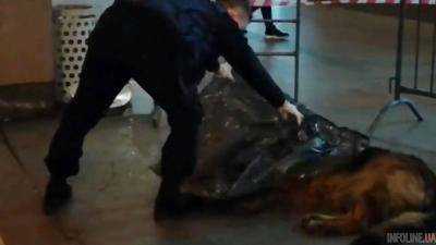 Российский полицейский застрелил собаку в метро