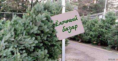 Новогодние елки будут продавать со степенью защиты