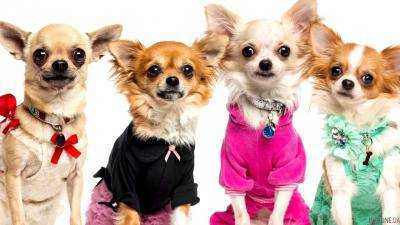 Тепло VS стиль: как выбрать одежду для домашнего питомца