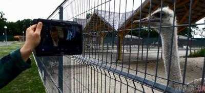 Четыре года без Януковича: как живут страусы в Межигорье