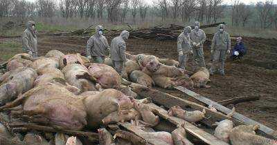 АЧС в Китае по прежнему не утихает