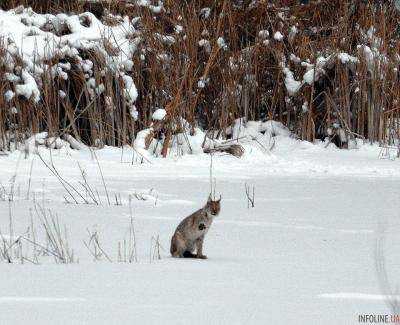 Рысь, олени и дикие кабаны: ученые показали жителей Чернобыльского заповедника