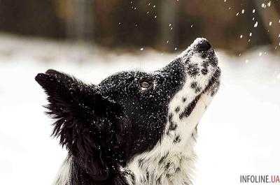 В Украине ужесточат наказания для живодеров: «до 8 лет тюрьмы»