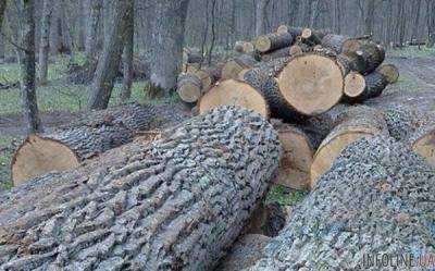 Лесничий незаконно продавал кругляк дуба