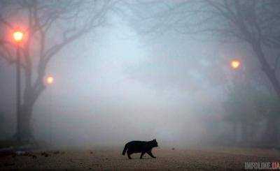 В Украине туман продержится до следующей недели