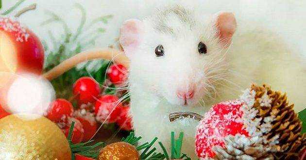 Белая Крыса открывает «новую сансару»: точный гороскоп на 2020-й