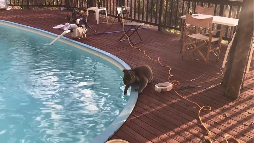 Коала поцеловала девушку, напоившую ее водой