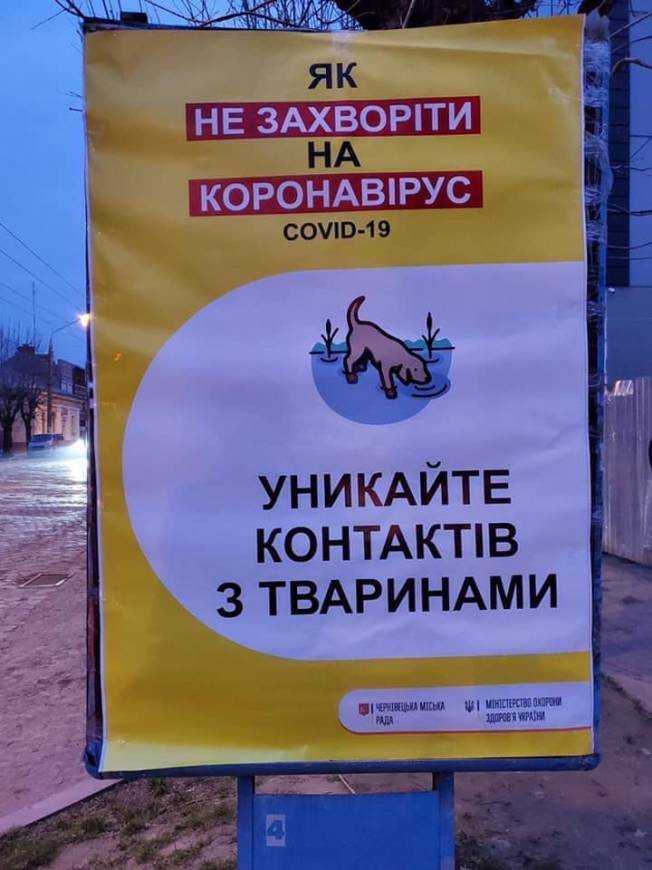 Способности  коронавируса: можно ли подхватить COVID-19 от кота или собаки