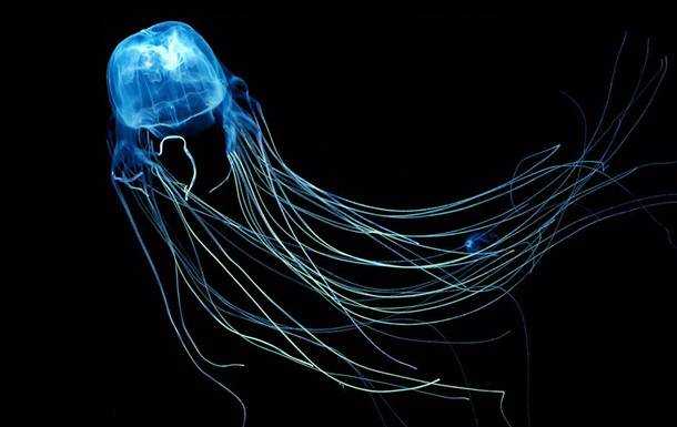 Знайдено антидот від укусу найотруйнішої тварини