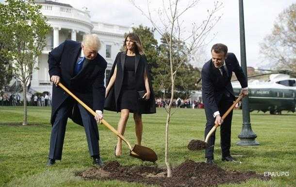 Погиб посаженный Макроном и Трампом дуб