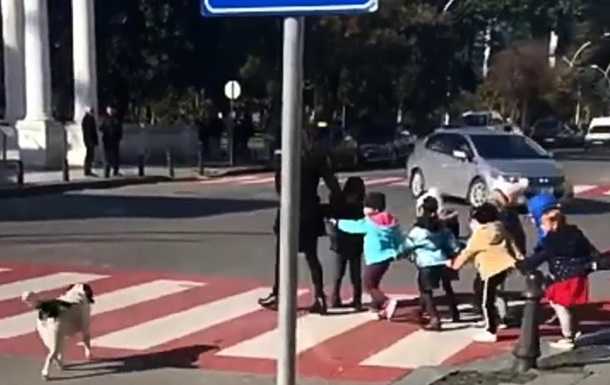 Пес перевел детей через дорогу и облаял водителей