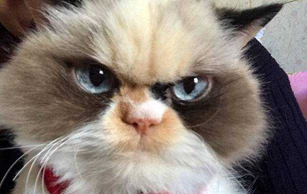 В сети нашли "реинкарнацию" Grumpy Cat