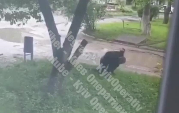 На видео попал раненый стрелок в Броварах