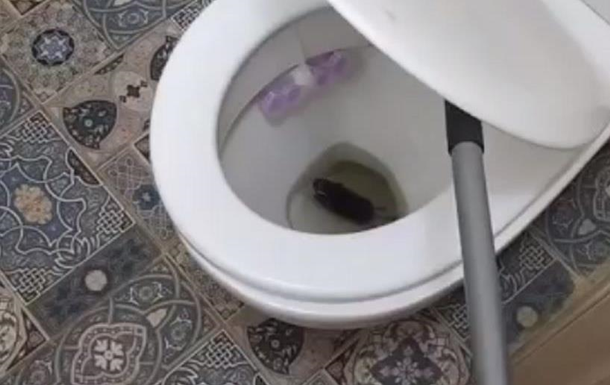 В Киеве крыса попала в квартиру через унитаз