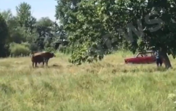 На видео попал момент стрельбы по быку из автомата