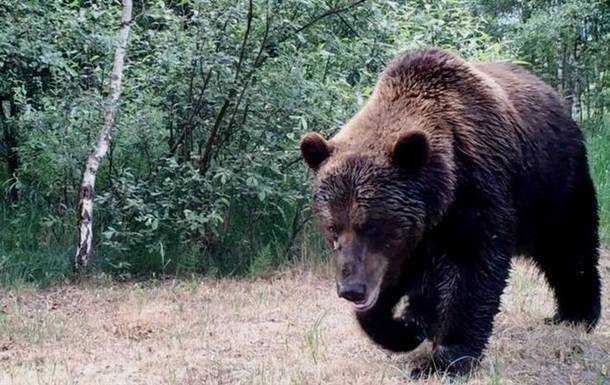 В Чернобыль впервые за сто лет вернулись медведи