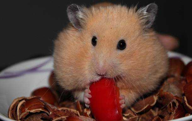 Ученые доказали эффективность антител к COVID-19 на хомяках