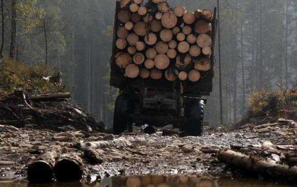 З'явилося відео масової вирубки лісів на Волині