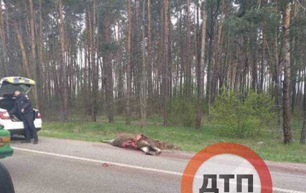 Під Києвом авто на швидкості збило лося. 18+