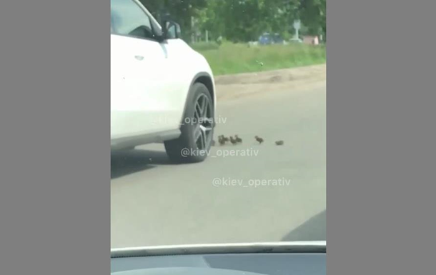 У Києві водій задавив каченят, які переходили дорогу