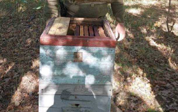 Під Києвом бджоли самі "розмінували" вулик