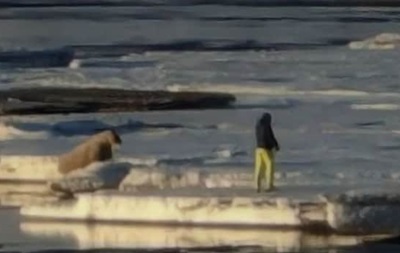 В Норвегии туриста-поляка оштрафовали за близкий подход к моржу