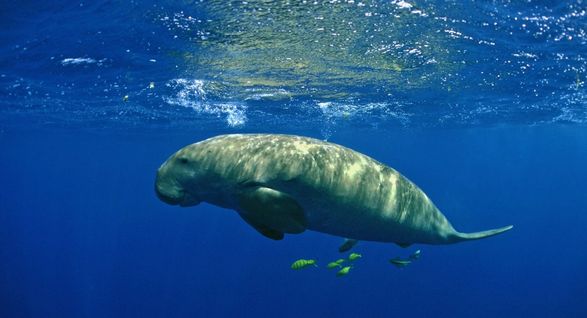 Морские коровы находятся под угрозой исчезновения